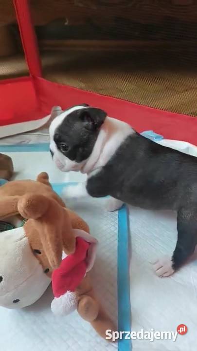 Boston Terrier ZKwPFCI Tomaszów Mazowiecki