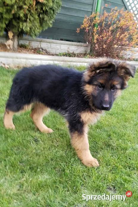 Owczarek niemiecki długowłosy Psy Osieczna