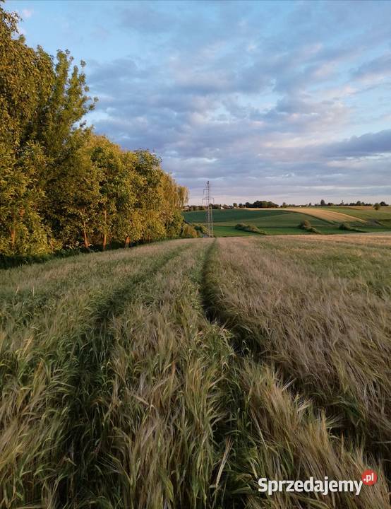 Sprzedam rozsiewacz nawozów lejek Rozsiewacze nawozów lubelskie Werbkowice