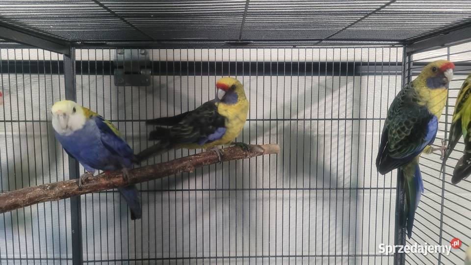 Rozelle kaledońskie Wieliczka