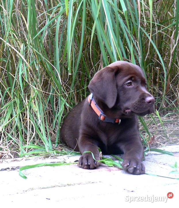Szczeniak rodowodowy labarador retriever Oborniki Śląskie