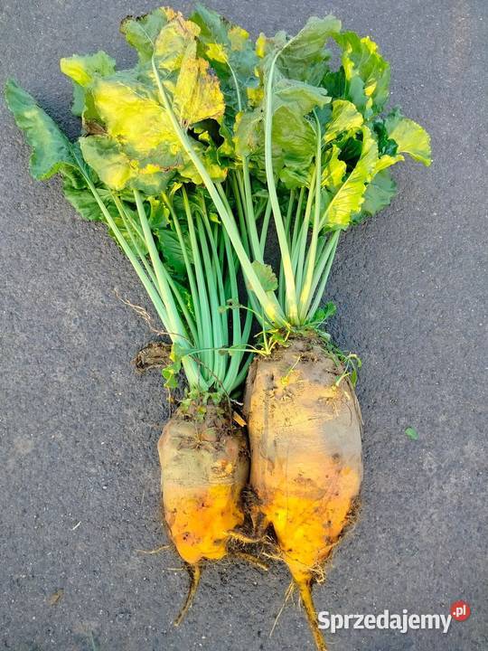 Buraki pastewne Syriusz bis pomarańczowe Rośliny pastewne Nowojowice