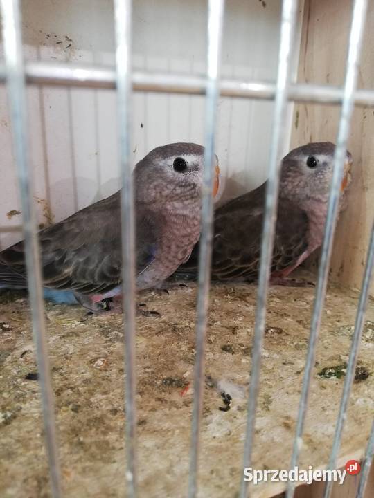 Sprzedam lilianki Nowy Sącz