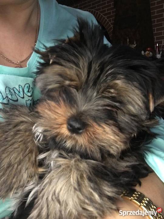 Szczenięta Yorkshire Terrier z rodowodem FCIZKwP Dąbrowa Górnicza