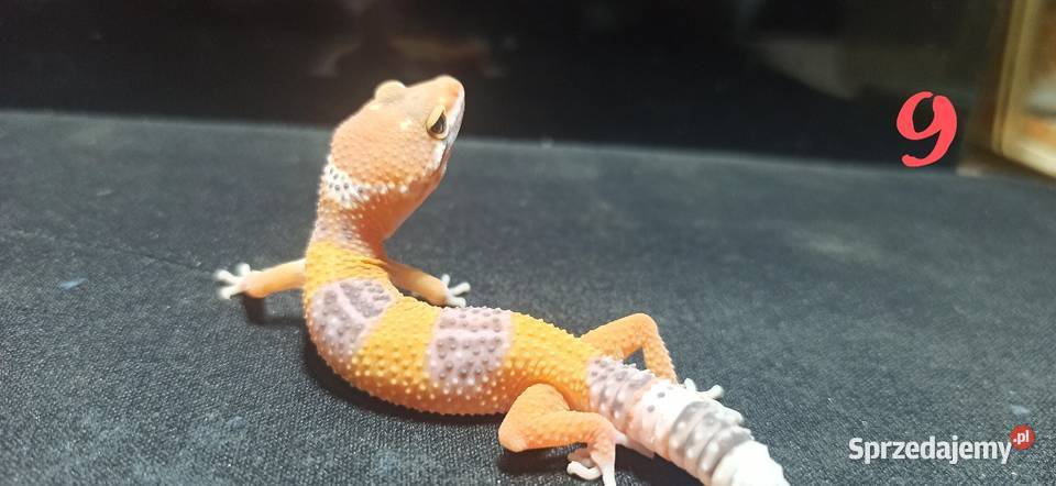 eublefary lamparcie młode