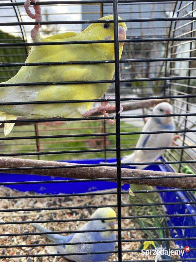 Sprzedam papugi faliste i zeberki Krasnystaw sprzedam