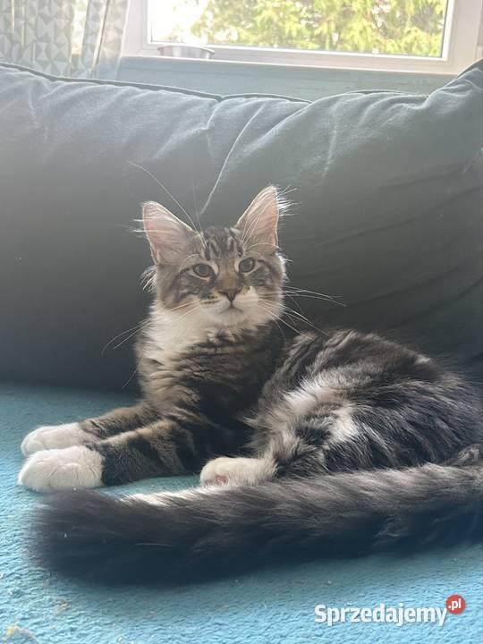 Kociaków Maine Coon Różne kolory Warszawa