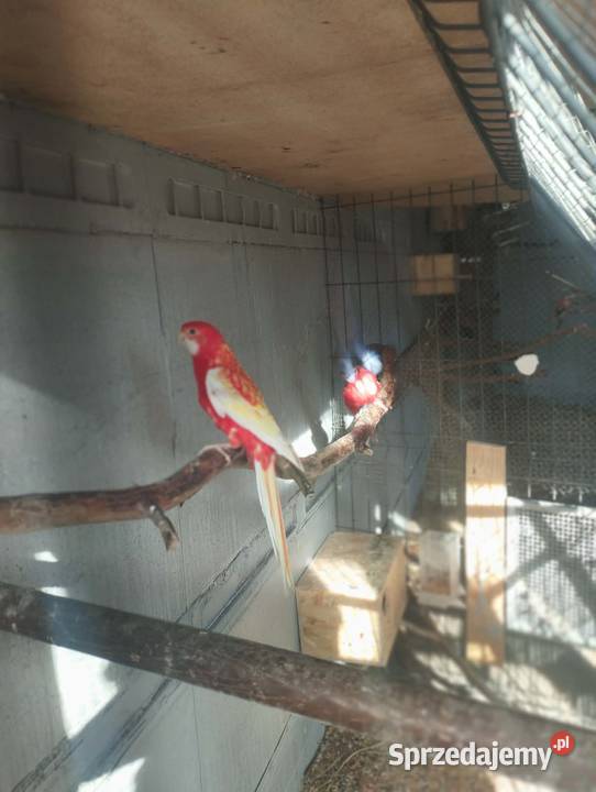 Sprzedam papugi rozelle białolice Sieczychy