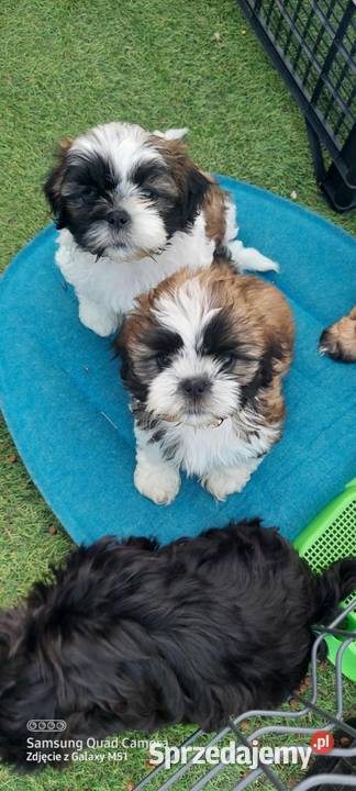 Shih TZU śliczny piesek trikolor Gruszczyn