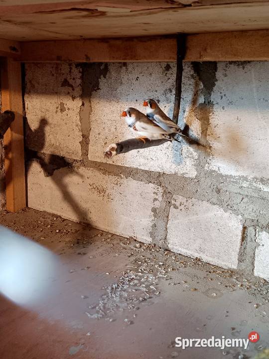 Papugi i inne Wąbrzeźno