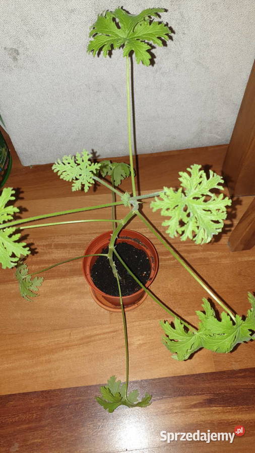 Geranium anginka Roślina zdrowotna duża Zielone Warszawa