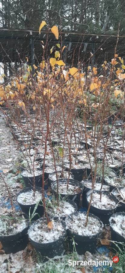 Brzoza w donicy Rośliny Ariany sprzedam