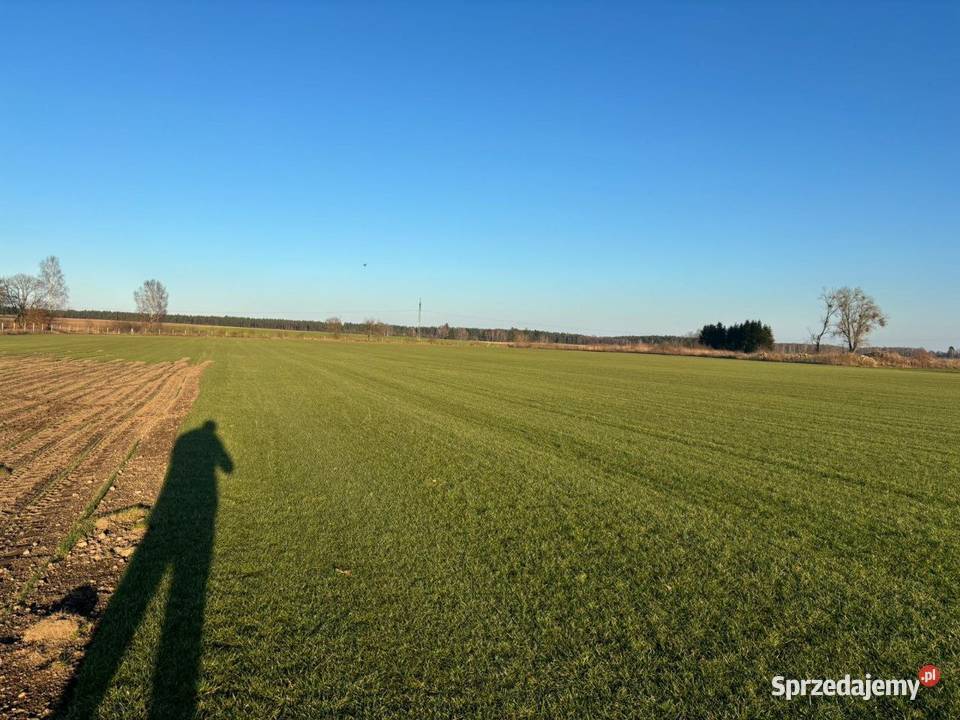 40m trawa w rolce Plantacja Kwidzyn