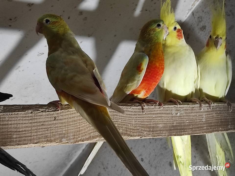 Świergotki samce i samice Rębków