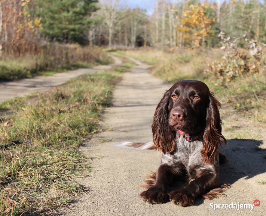 Polski Spaniel Myśliwski planowany miot Święta Lipka