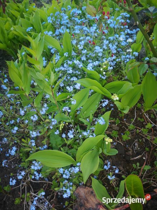 Ażurowa patera owalna Schumann