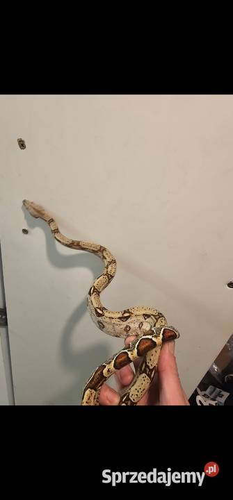 Boa imperator 2025 samiec