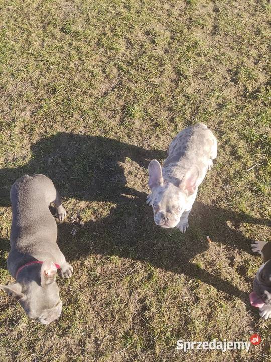 Buldog francuski lilac merle