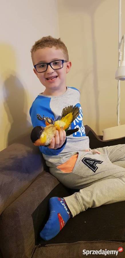 Barwinka czarnogłowa ręcznie wykarmiona Poznań sprzedam