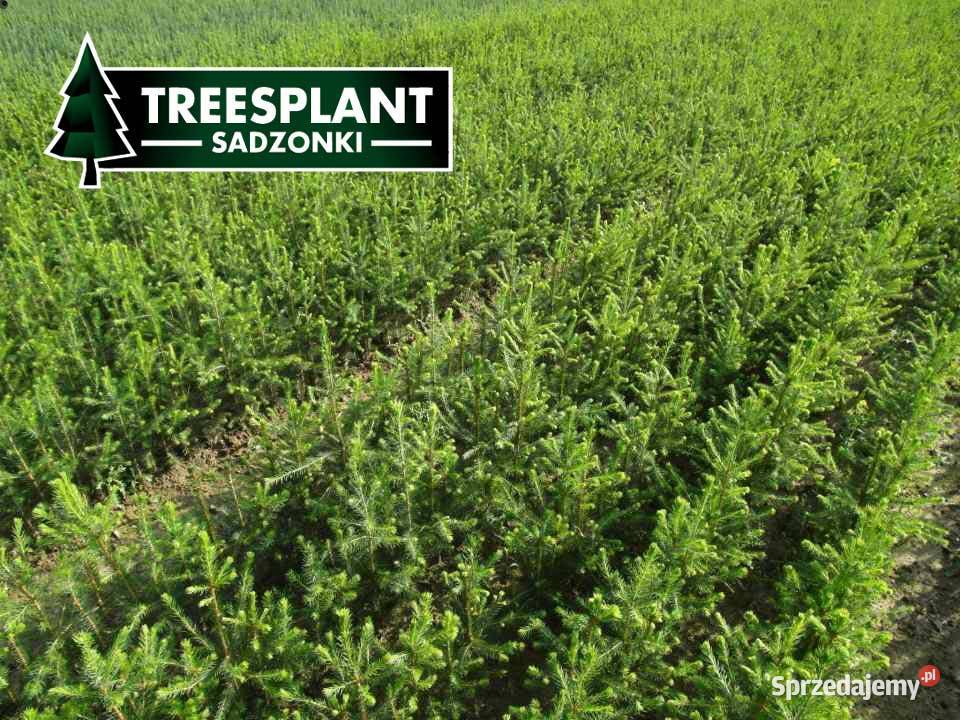 Picea Abies sadzonki Świerk Pospolity 3Lata Toruń
