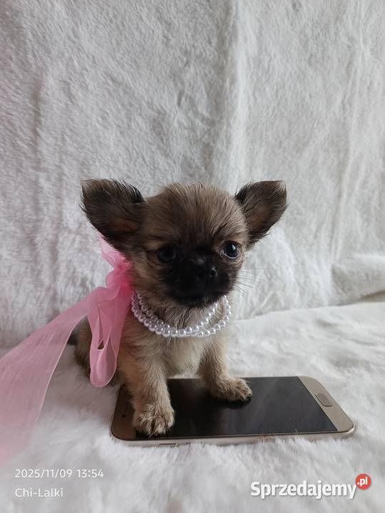 Chihuahua dziewczynka suczka XS dlugowlosa Inowrocław