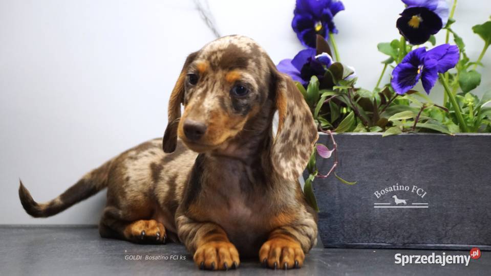 Jamnik krótkowłosy króliczymin ZKwPFCI Szczecin