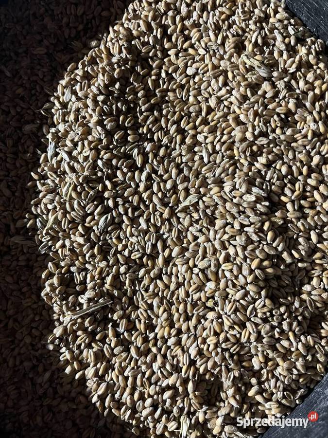 Sprzedam pszenicę Ozima tegoroczna 2025 Kamień