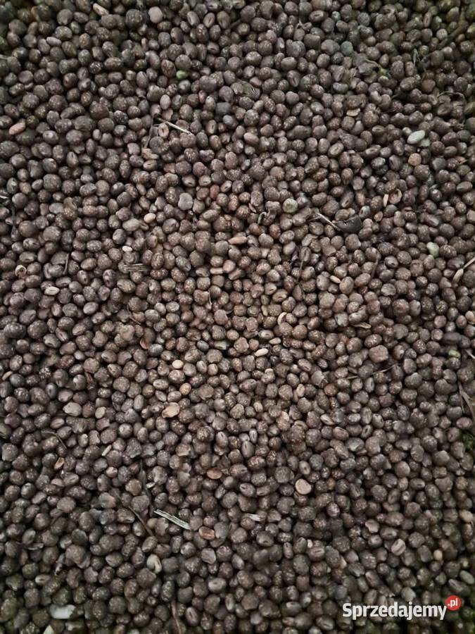 Łubin wąskolistny zbiór 2025 Bukowina