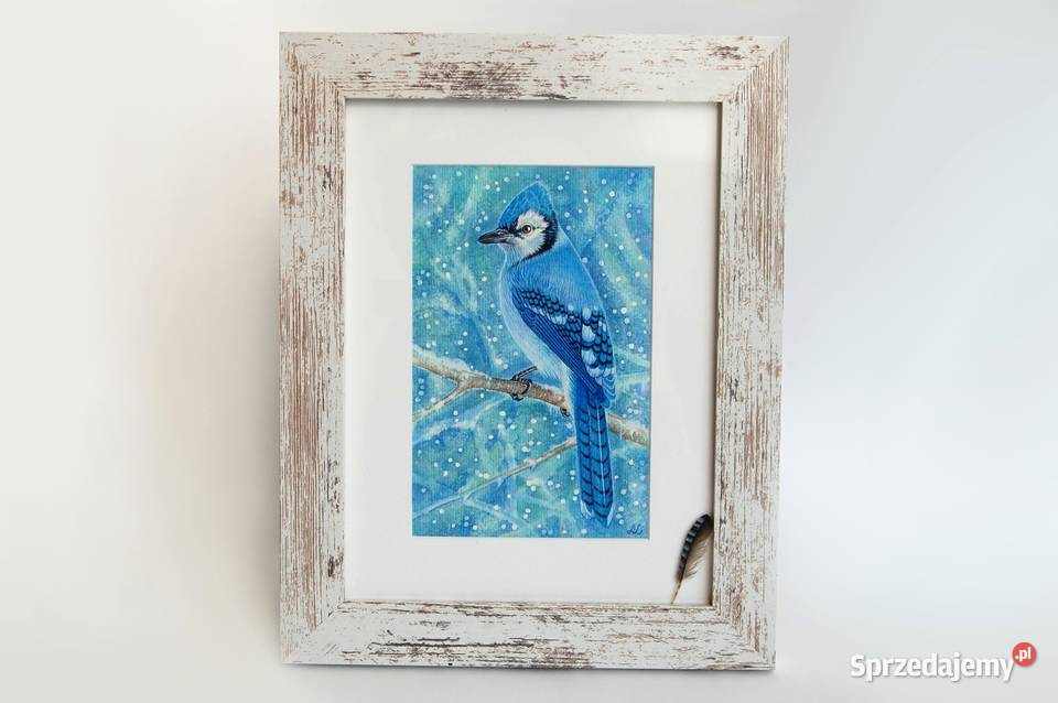 Blue Jay modrosójka błękitna ptak zima akwarela Lublin
