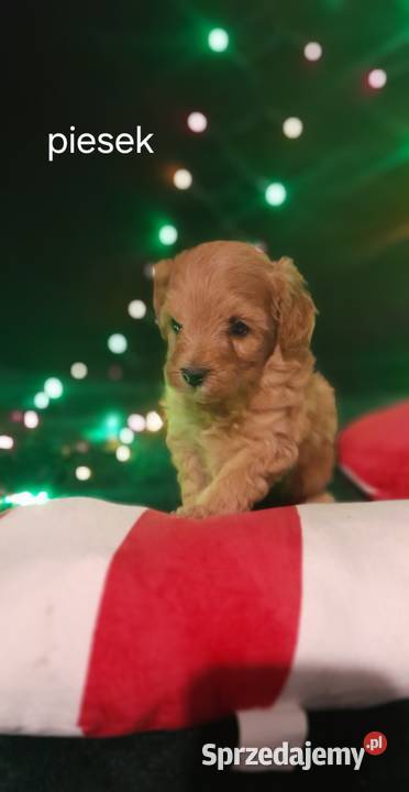 Cavapoo f1b sprzedam