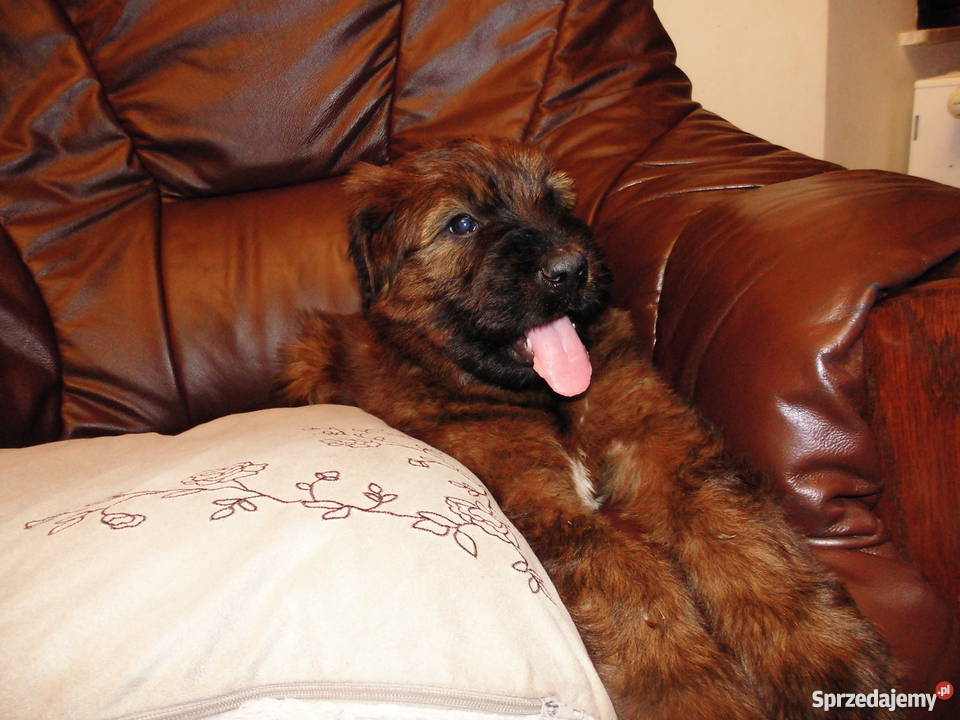 briard owczarek francuski berger de brie Lublin sprzedam