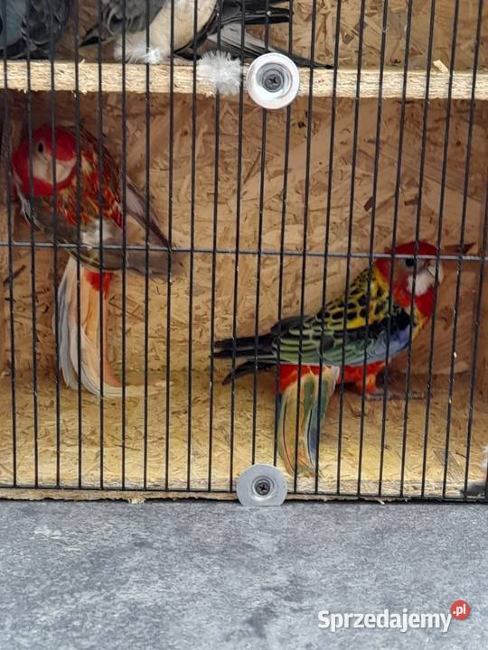 Rozella bialolica Kędzierzyn-Koźle