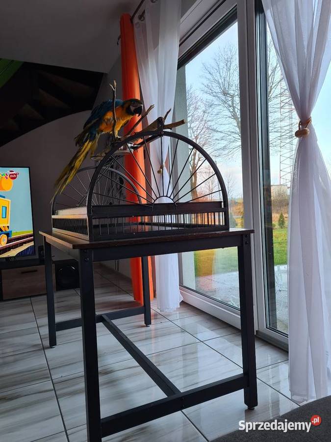 Ara Ararauna samiczka Zwierzęta Steklno