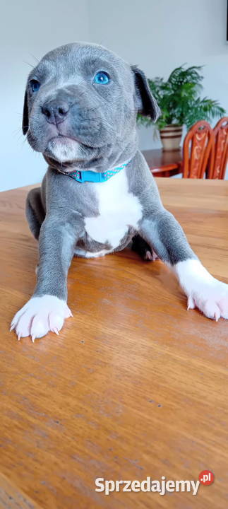 American Staffordshire Terrier Brzeg sprzedam