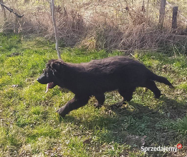 Owczarki Staroniemieckie czarne długowłose Owczarek Krzeszów
