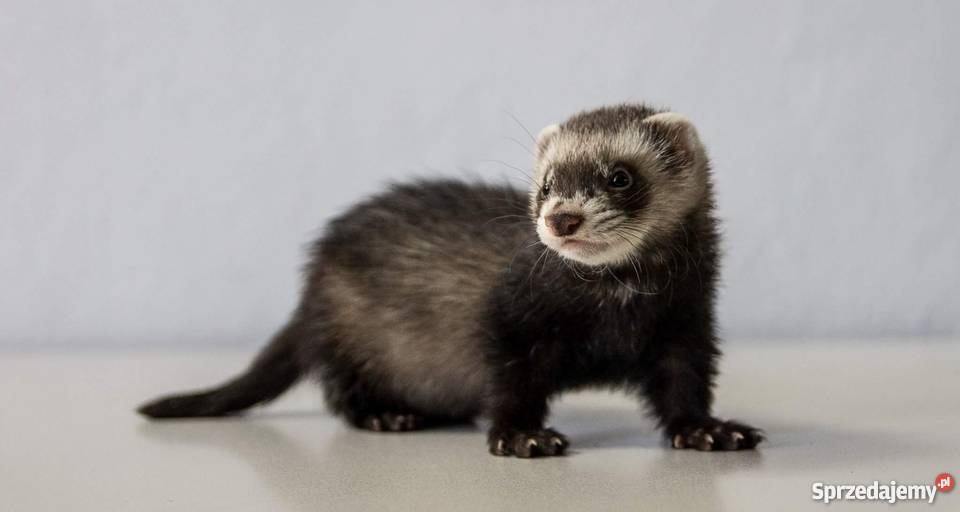 Tchórzofretka 3 miesięczna Piękna samiczka sprzedam