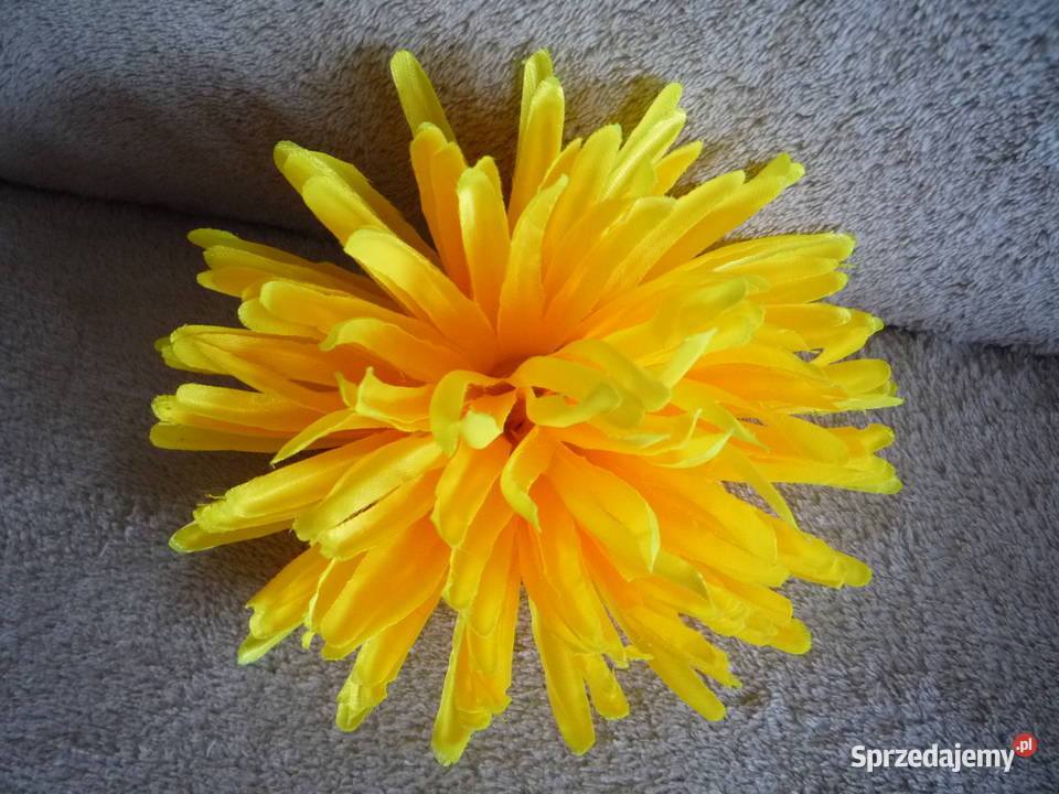 Duża 17 Astry Główka różowa żółta fioletowa zachodniopomorskie