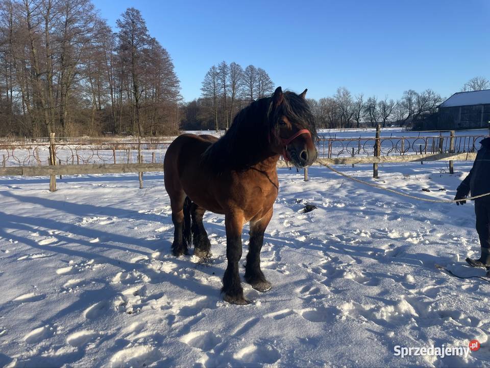 ogoer zimnokrwisty sokólski Michów