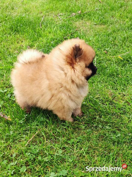 Szpic miniaturowy pomeranian cudny piesek Szpic miniaturowy sprzedam