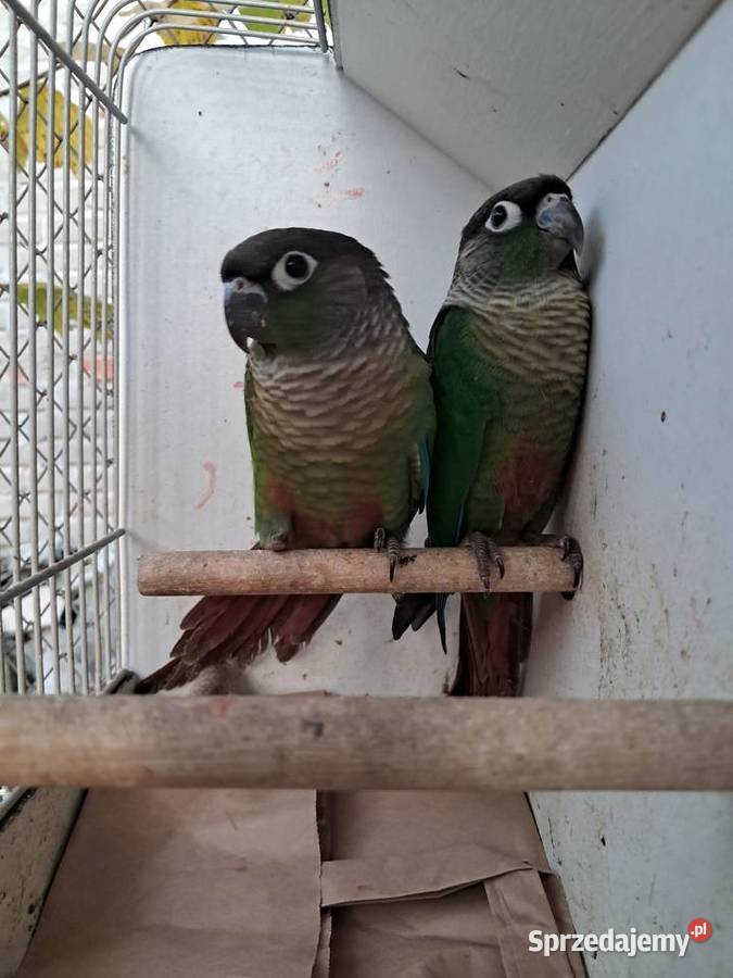 RudosterkiRudosterka Ptaki Tryńcza