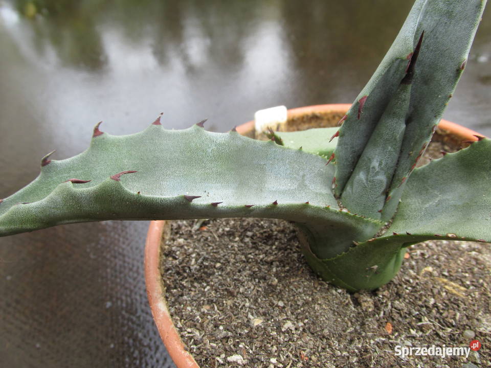 Mrozoodporna agawa do 15C Agave salmiana ferox małopolskie Kraków sprzedam