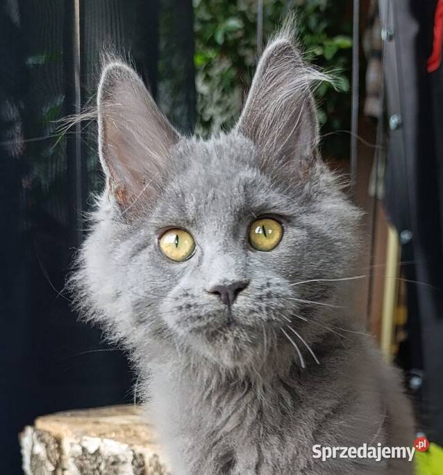 Niebieski Maine Coon FPL Gdańsk