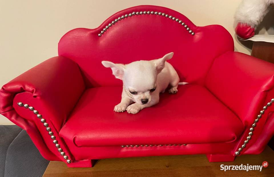 Chihuahua śliczny biały piesek śląskie