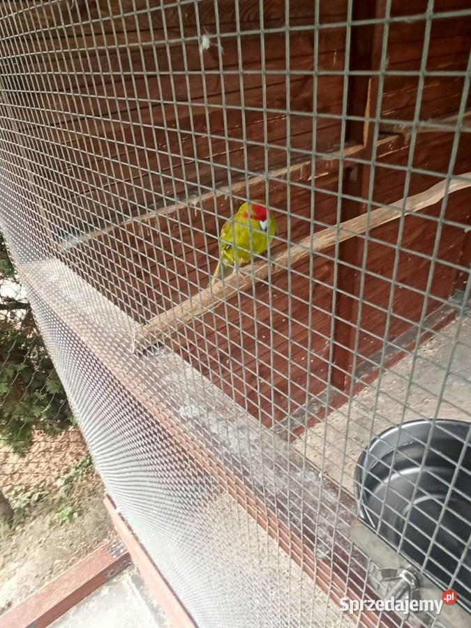 Sprzedam modrolotki Knurów