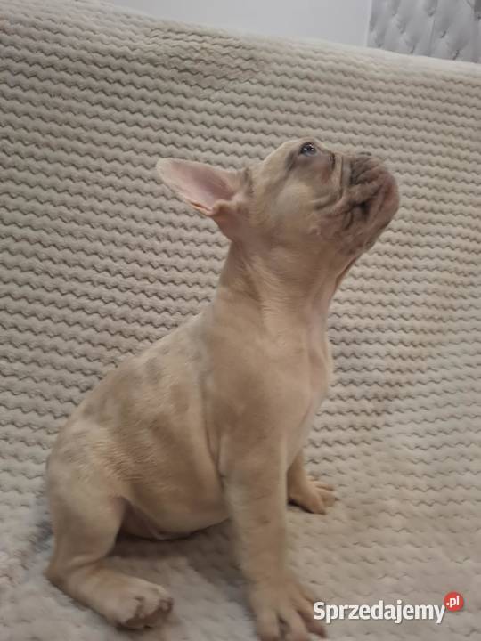 Buldog francuski wyjątkowy kolor Buldog Wronki sprzedam