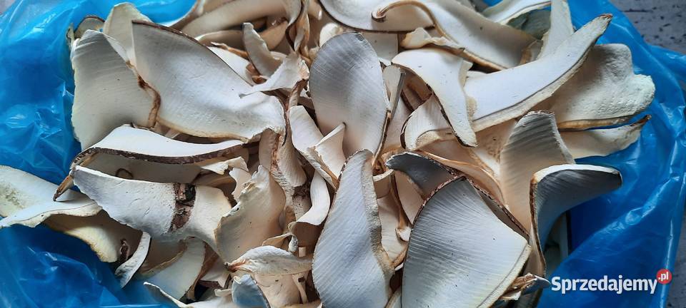 Pniarek brzozowy Białoporek brzozowy susz Koszalin