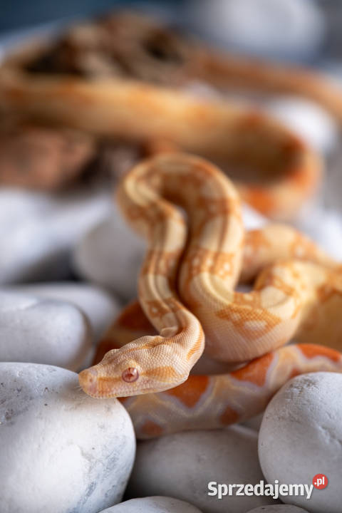Boa Albino kahl het anery t1 poss het blood Poznań