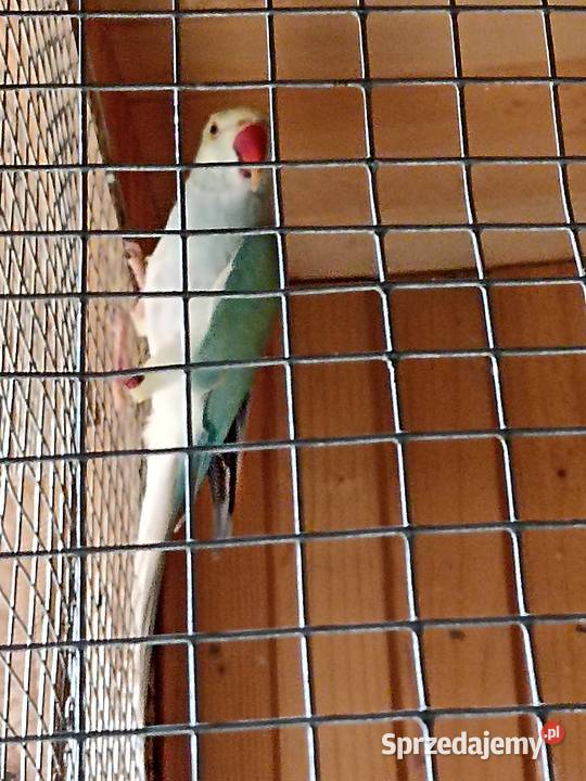 Sprzedam papugi rozelle królewskie aleksandretta Kobyłka