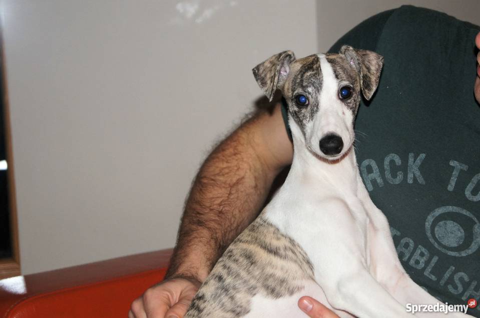 szczęnieta whippet wielkopolskie Poznań sprzedam