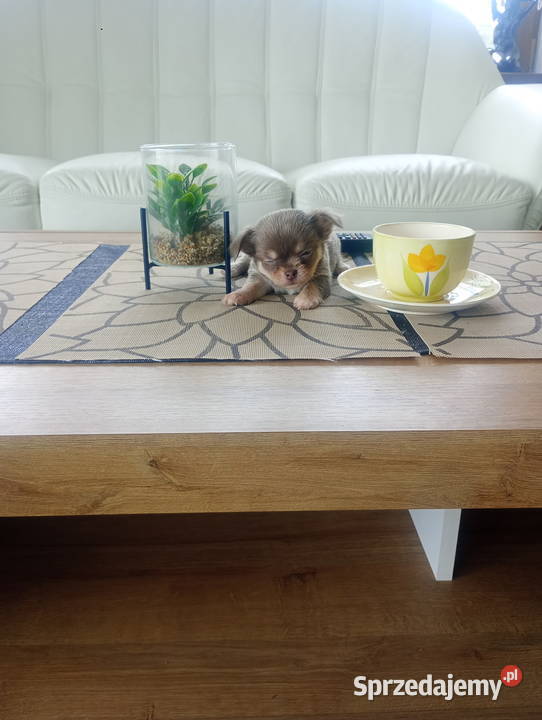 CHIHUAHUA LILIOWY PIESEK mini Opole